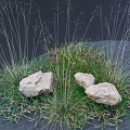 Lush Green Grass Varieties With White Stones in Natural Outdoor Setting