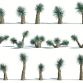 Modern Palm Tree 3d model