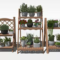 Indoor Succulents Display on Multiple Wooden Shelves with Various Potted Plants
