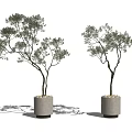 Two Potted Bonsai Trees With Green Leaves Dark Trunk In Gray Concrete Pot