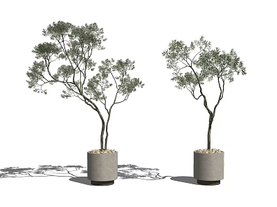Two Potted Bonsai Trees With Green Leaves Dark Trunk In Gray Concrete Pot 3d model