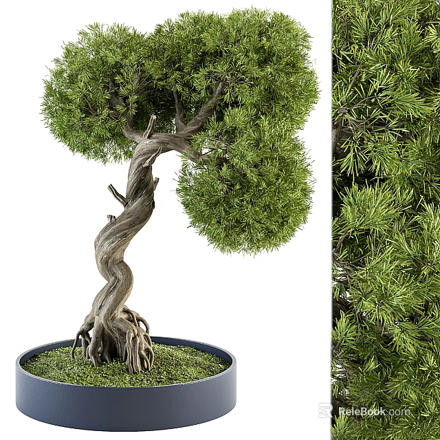 Decorative Bonsai Plant With Twisted Trunk And Lush Green Foliage In Pot 3d model 