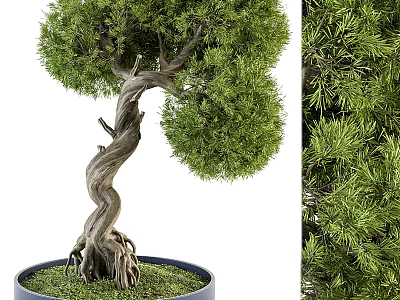 Decorative Bonsai Plant With Twisted Trunk And Lush Green Foliage In Pot 3d model