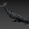 Realistic Gray Whale 3D Model With Smooth Surface And Shadow On Gray Background 3d model