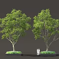 Two Lush Green Deciduous Trees With Foliage And People Standing Nearby