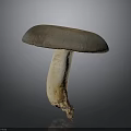 Fresh Natural Mushroom With Brown Gray Cap And Light Stem On Gray Background