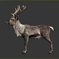 Detailed Realistic Reindeer Sculpture With Large Antlers Standing On Dark Shiny Background