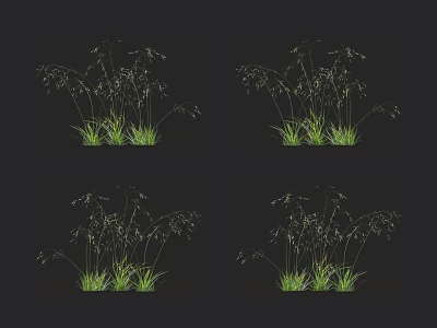 Four Identical Green Grasses With Slender Leaves And Drooping Spikelets On Black Background 3d model