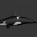 Orca Whale With Black And White Coloration Open Mouth And Dorsal Fin On Smooth Surface