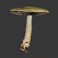 Green Capped Mushroom With Brown Spots And White Stem On Dark Background