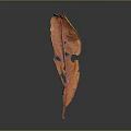 Detailed Single Orange Red Leaf Showing Damaged Holes On Dark Background 3d model