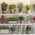 Potted Bonsai and Various Plants on Shelves with Ceramic Clay Pots
