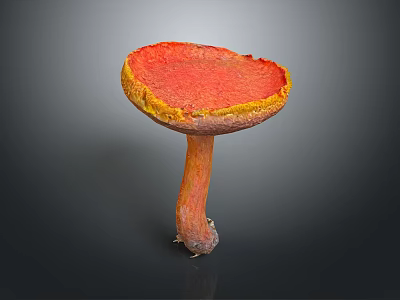 Mushroom Organ Structure With Red Cap Yellow Edge And Hair Like Texture 3d model