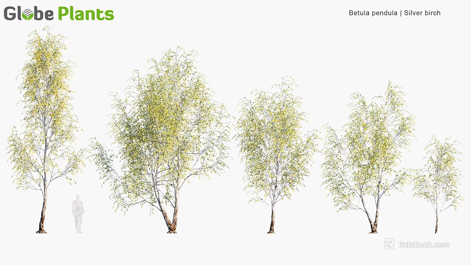 Betula pendula Trees With Green Foliage And Slender Trunks In Different Growth Stages 3d model 