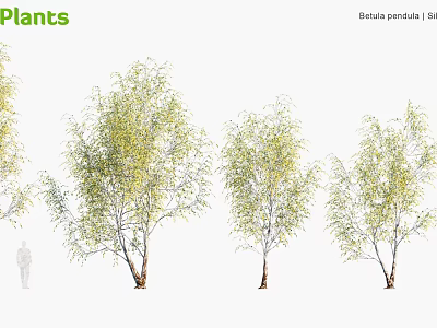 Betula pendula Trees With Green Foliage And Slender Trunks In Different Growth Stages 3d model