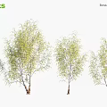 Betula pendula Trees With Green Foliage And Slender Trunks In Different Growth Stages