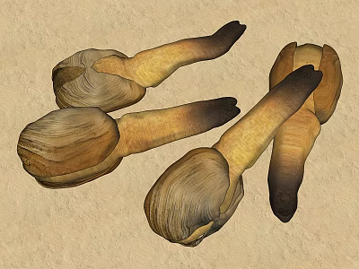 Modern geoduck 3d model Modern geoduck 3d model