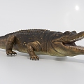 Modern Crocodile Alligator 3d model