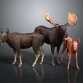 Three Moose Family Group with Adult and Young Standing on Dark Reflective Surface