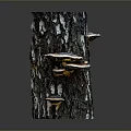 Fresh Organic Edible Mushrooms Growing On Natural Tree Trunk With Earthy Texture