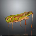 Detailed Green And Orange Grasshopper With Long Legs On Gray Reflective Background