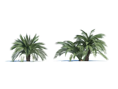 Lush Tropical Palm Trees Featuring Green Leaves Dense Foliage And Sturdy Trunks 3d model
