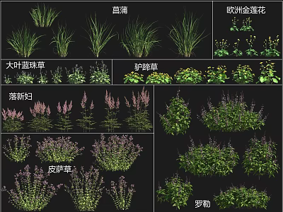 Various Flower and Grass Species Including Lanpu European Globeflower and Basil 3d model