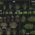Various Flower and Grass Species Including Lanpu European Globeflower and Basil
