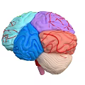 Human Brain 3D Model With Colorful Anatomical Regions And Vascular Textures