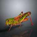 Green and Brown Grasshopper with Red Legs on Gray Reflective Surface 3d model