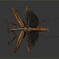 Brown Orange Mantis With Detailed Wing Structure And Long Legs On Dark Gray Background