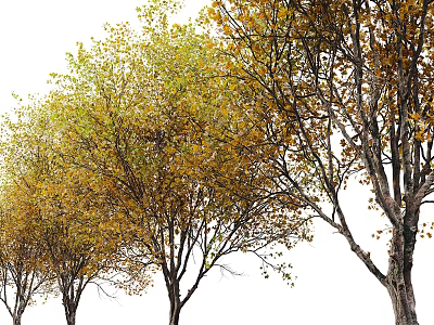 Autumn Trees With Yellow And Green Foliage In Row Tall Trunks And Lush Branches 3d model