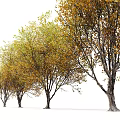 Autumn Trees With Yellow And Green Foliage In Row Tall Trunks And Lush Branches