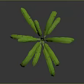 Banana Tree With Green Leaves Green And Yellow Trunk Against Gray And Black Gradient Background