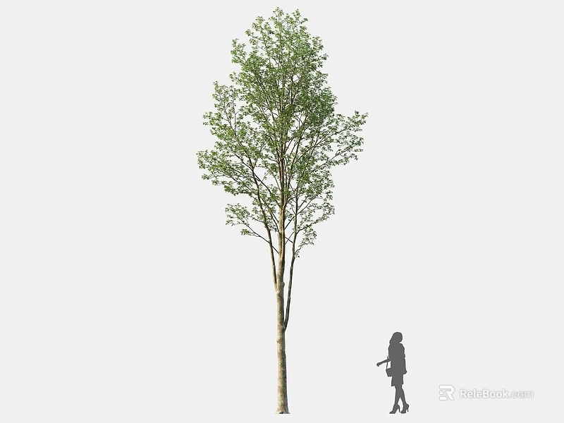 Tall Tree With Green Foliage And Sturdy Trunk Near Little Girl Standing Beside 3d model 