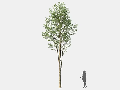 Tall Tree With Green Foliage And Sturdy Trunk Near Little Girl Standing Beside 3d model