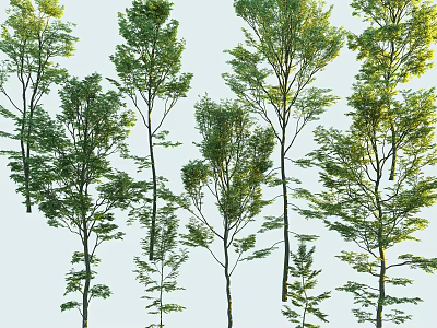 Multiple Lush Green Arbor Trees With Tall Trunks And Dense Foliage 3d model
