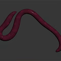 Detailed Pink Worm with Ringed Texture Curved Body on Gray Background