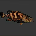 Detailed Fish With Black And Brown Stripes Open Mouth On Gray Background With Reflection
