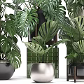 Lush Green Potted Plants with Large Monstera Leaves and Ceramic Metal Pots Arranged on Shelves