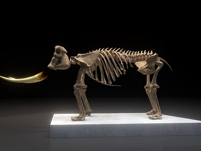 Medical Device Animal Skeleton Model on White Platform with Black Background and Golden Light 3d model