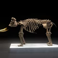 Medical Device Animal Skeleton Model on White Platform with Black Background and Golden Light