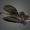Exotic Fish Featuring Unique Wing Like Fins Dark Body And Striped Patterns