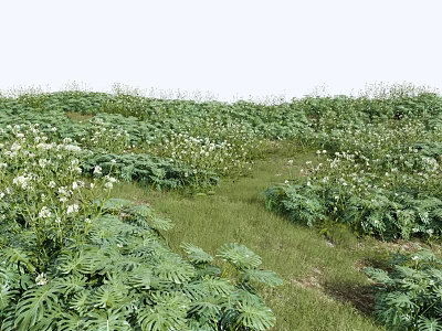 Natural Lush Green Meadow With Various White Flowers And Leafy Plants 3d model
