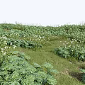 Natural Lush Green Meadow With Various White Flowers And Leafy Plants