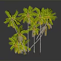 Green Palm Trees With Lush Leaves In Various Heights On Dark Background With Reflections