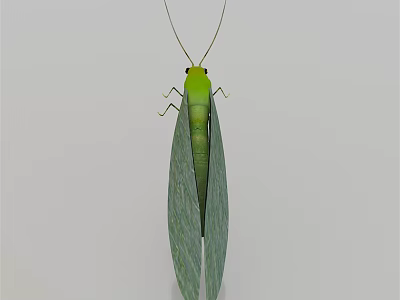 Green Flying Insect With Long Transparent Wings Slender Body And Antennae 3d model