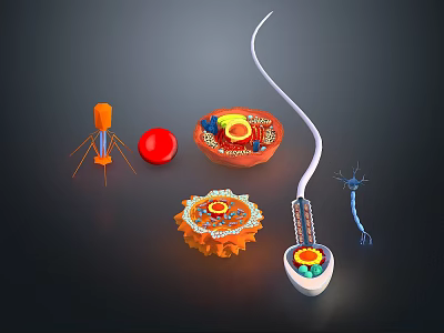 Microscopic Biological Structures With Sperm Red Blood Cell Neuron And Organelles 3d model