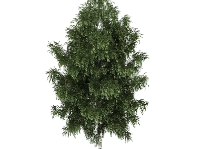 Cedar Outdoor Landscape Tree Plant Trees Pine 3d model