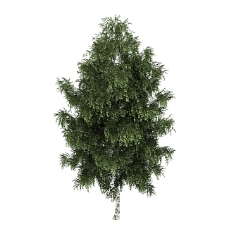 Cedar Outdoor Landscape Tree Plant Trees Pine 3d model